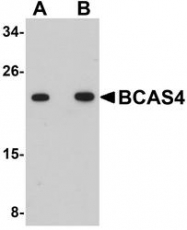 NBP1-77126 - BCAS4