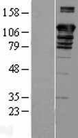NBL1-07918 - BAT3 Lysate