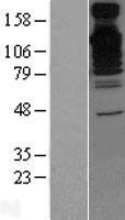 NBL1-07919 - BAT3 Lysate