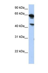 NBP1-59409 - BAT5