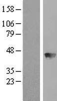NBL1-07926 - BBOX1 Lysate