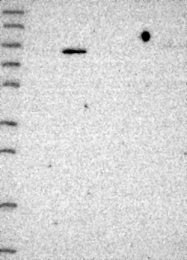 NBP1-88690 - BBS7