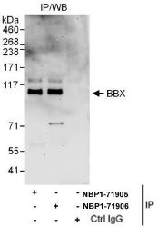 NBP1-71905 - BBX / HBP2