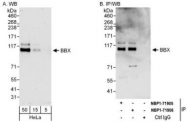 NBP1-71906 - BBX / HBP2
