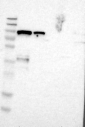 NBP1-82523 - BCAR3 / SH2D3B