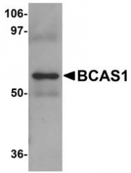 NBP1-77123 - BCAS1 / NABC1