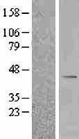 NBL1-07943 - BCKDHB Lysate
