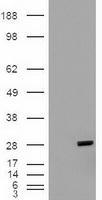 NBP1-47665 - Bcl-2-like 1