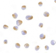 NBP1-77224 - Bcl-2-like 10