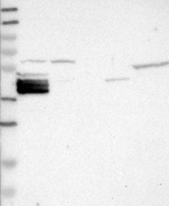 NBP1-86025 - Bcl-2-like 12