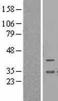 NBL1-07947 - BCL2L12 Lysate
