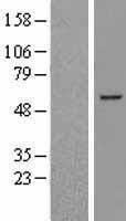 NBL1-07952 - BCL6B Lysate