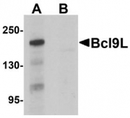 NBP1-76542 - Bcl-9-like protein