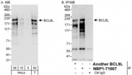 NBP1-71907 - Bcl-9-like protein