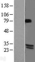 NBL1-07965 - BDNF Lysate