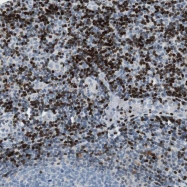 NBP1-85372 - BEND2