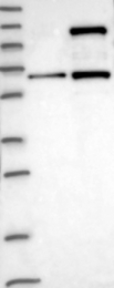 NBP1-85371 - BEND2