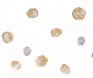 NBP1-76922 - BICD1