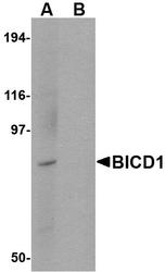 NBP1-76922 - BICD1