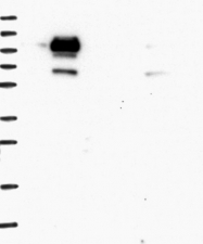 NBP1-85843 - BICD1