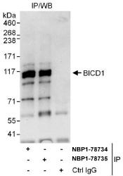 NBP1-78734 - BICD1