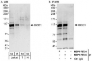 NBP1-78735 - BICD1