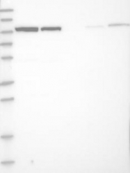 NBP1-81488 - BICD2