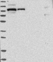 NBP1-81489 - BICD2