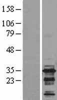 NBL1-07983 - BIN3 Lysate