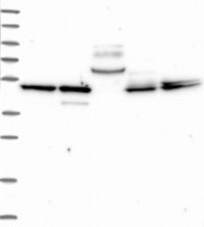 NBP1-88640 - Bleomycin hydrolase
