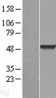 NBL1-18048 - BLU Lysate