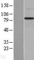 NBL1-07998 - BMP1 Lysate