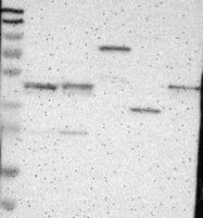 NBP1-86105 - BMP10