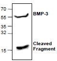 NBP1-45398 - BMP3