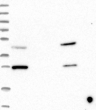NBP1-91703 - BMP3