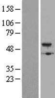 NBL1-08004 - BMP5 Lysate