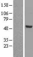 NBL1-11025 - BMP9 Lysate