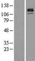 NBL1-08009 - BMPR2 Lysate
