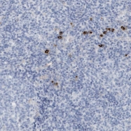 NBP1-90754 - BMS1 / BMS1L