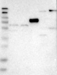 NBP1-88501 - BNC2