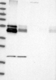 NBP1-88559 - BNIP2