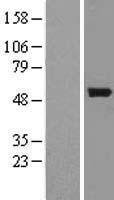 NBL1-08013 - BNIP2 Lysate