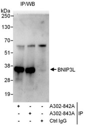 NBP1-47307 - BNIP3L / BNIP3A
