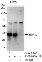 NBP1-47308 - BNIP3L / BNIP3A