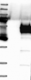 NBP1-88556 - BNIPL