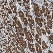 NBP1-84514 - BOLA1