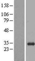 NBL1-08019 - BPGM Lysate