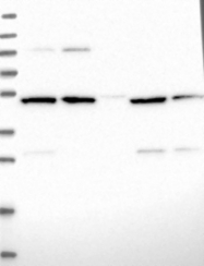 NBP1-88372 - BPIL3