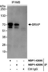 NBP1-42695 - BRAP / RNF52