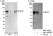 NBP1-42696 - BRAP / RNF52